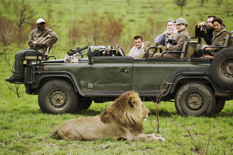 A group of people sitting in an open jeep near a lion.