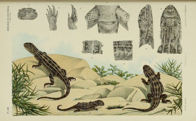 biological drawings of the grassland earless dragon