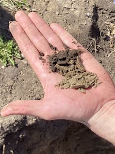 Some soil in the palm of a hand.