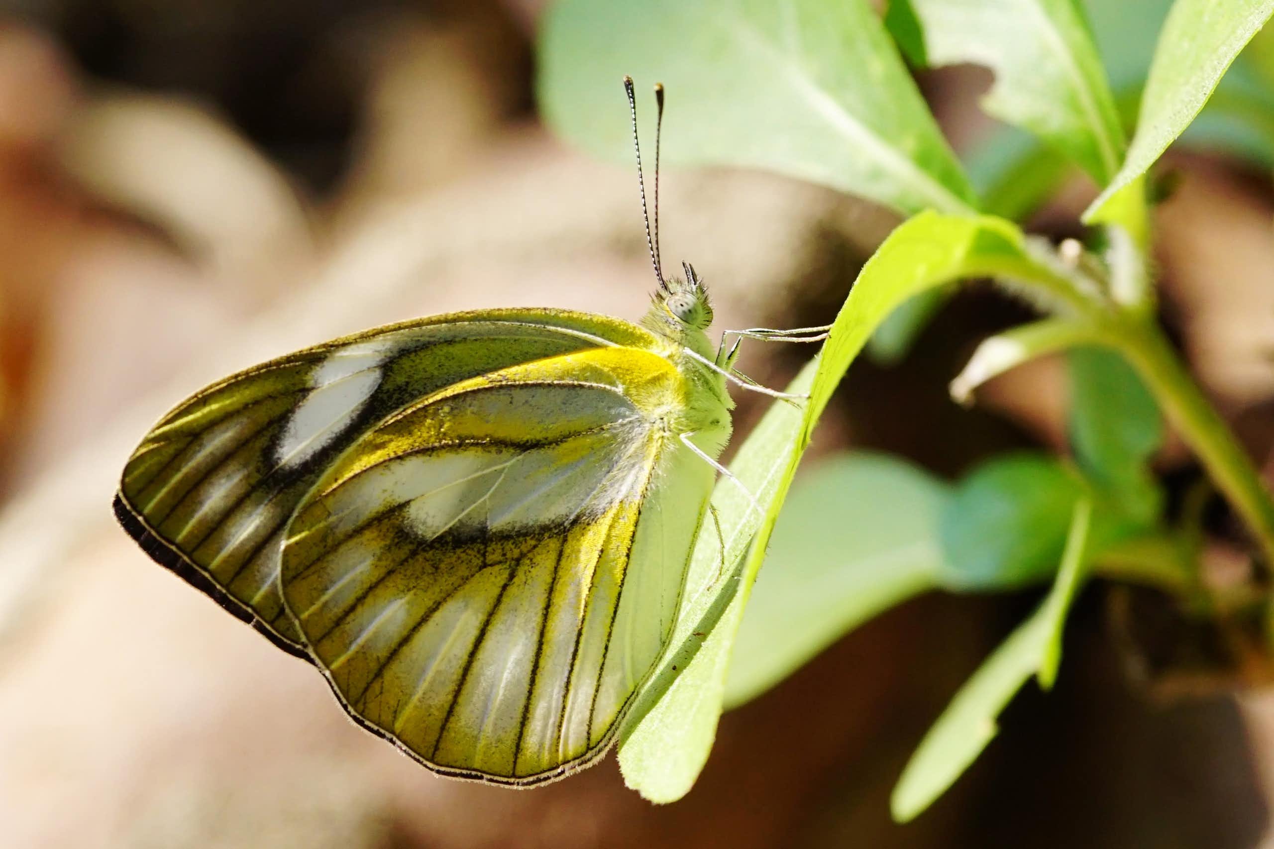 Kupu-kupu di Jabodetabek