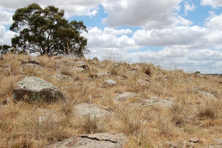 grassy, rock-strewn hillside with  a tree on the horizon