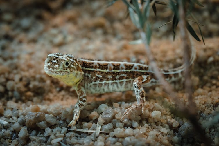 a side-on view of a lizard standing on gravel