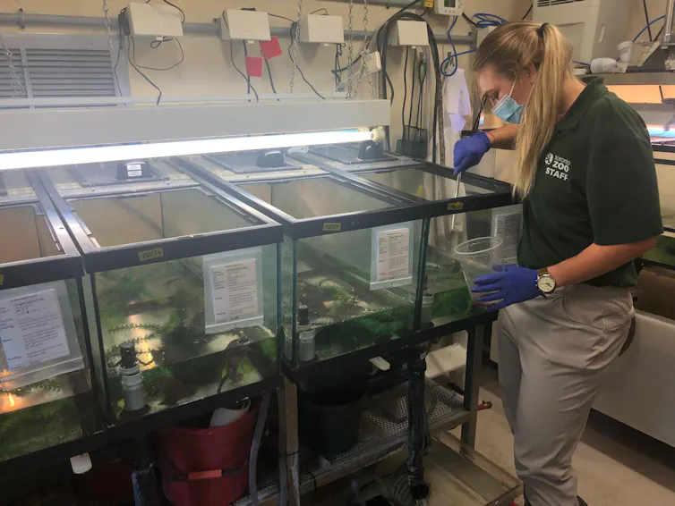 A student wearing a Toronto zoo staff t-short studiies frogs in tanks