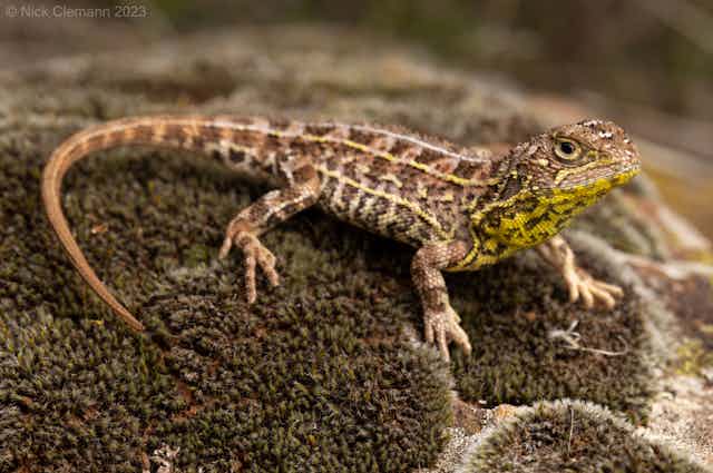 Lizard standing on mossy rock