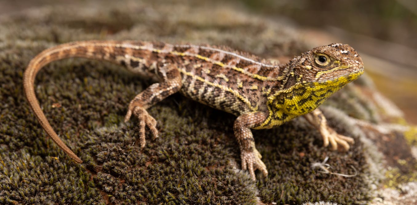 Victoria has rediscovered a dragon – how do we secure its future?