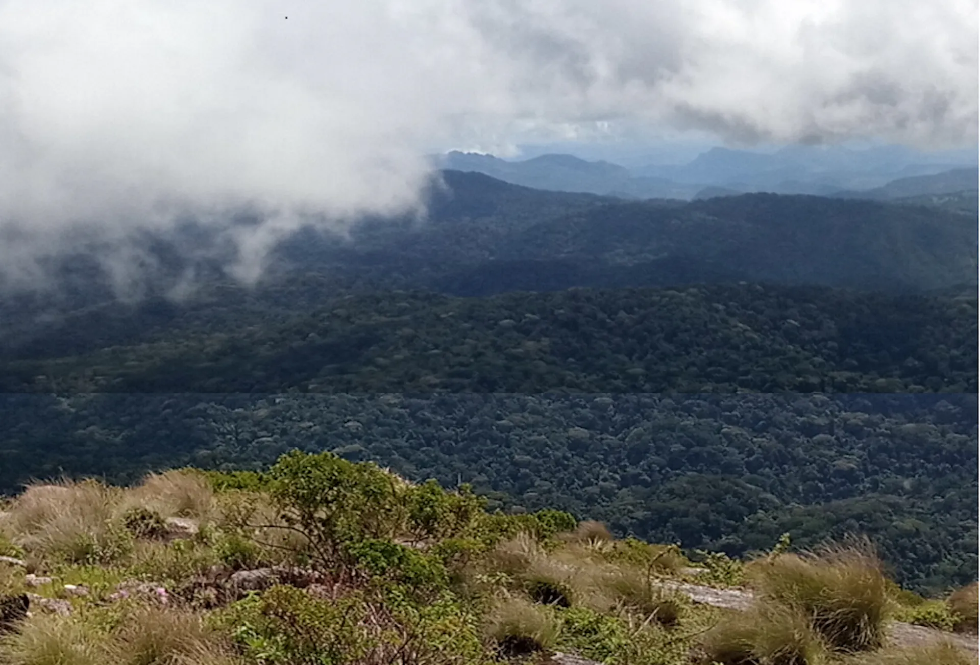 Dung beetles: expedition unearths new species on Mozambique's Mount Mabu - Vimarsana News