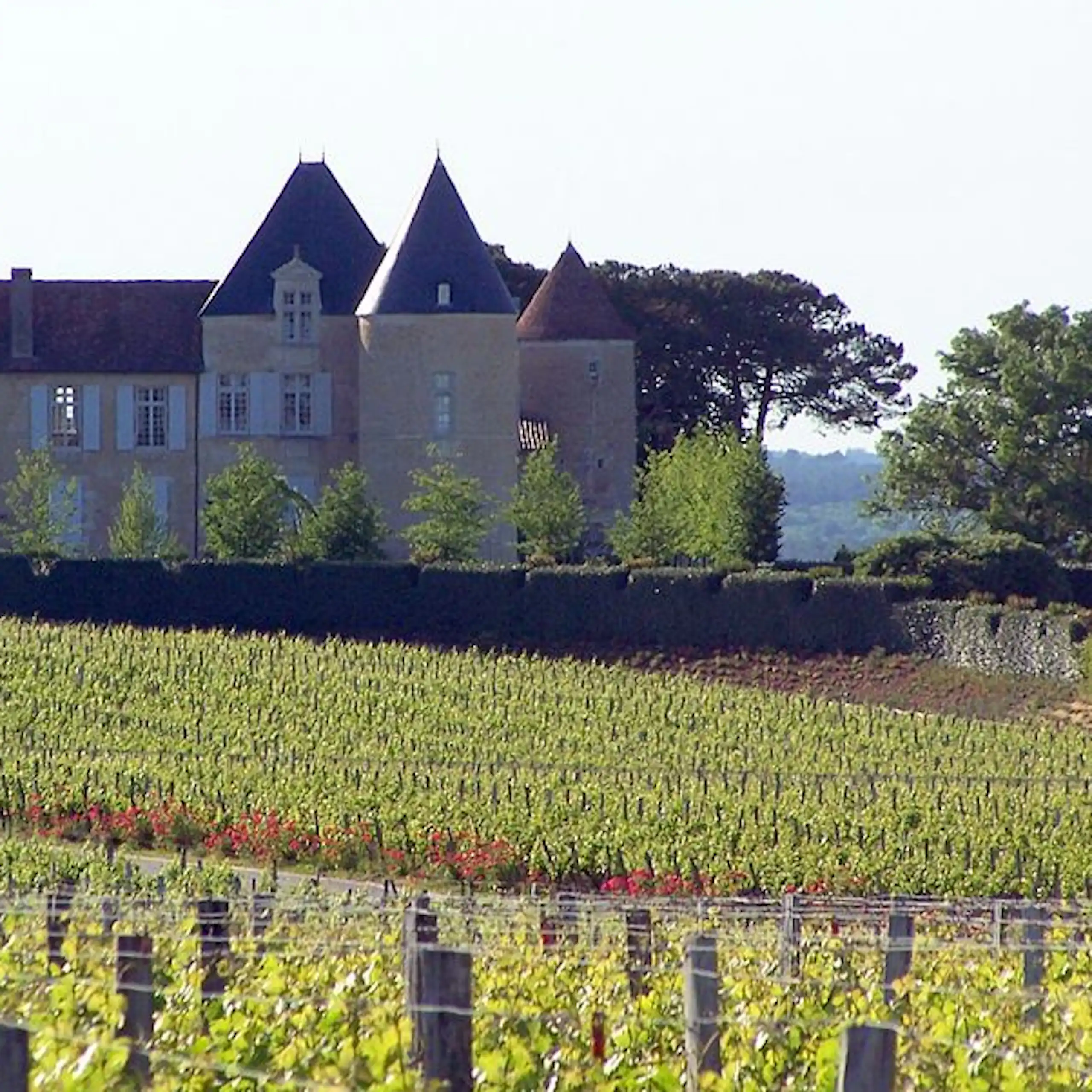 Vue du vignoble d’Yquem