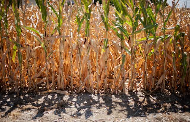 A field of corn with mostly brown, withered leaves.