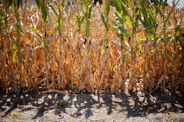 A field of corn with mostly brown, withered leaves.