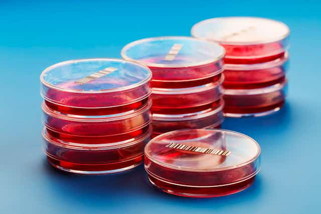 Stacks of petri dishes with red growth media