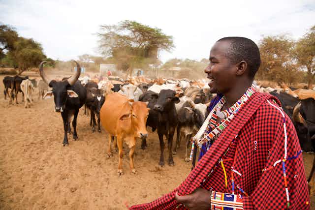 A man draped in a red and black shuka and beaded jewellery around his neck and arm stands in the foreground as a herd of cattle walk toward him