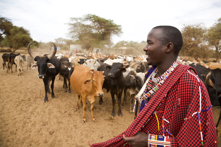 A man draped in a red and black shuka and beaded jewellery around his neck and arm stands in the foreground as a herd of cattle walk toward him