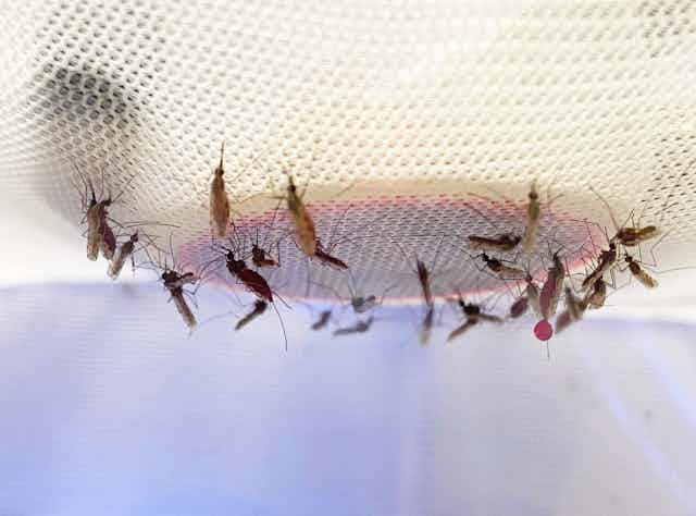 A group of mosquitos shown feeding upside down from a white mesh object.