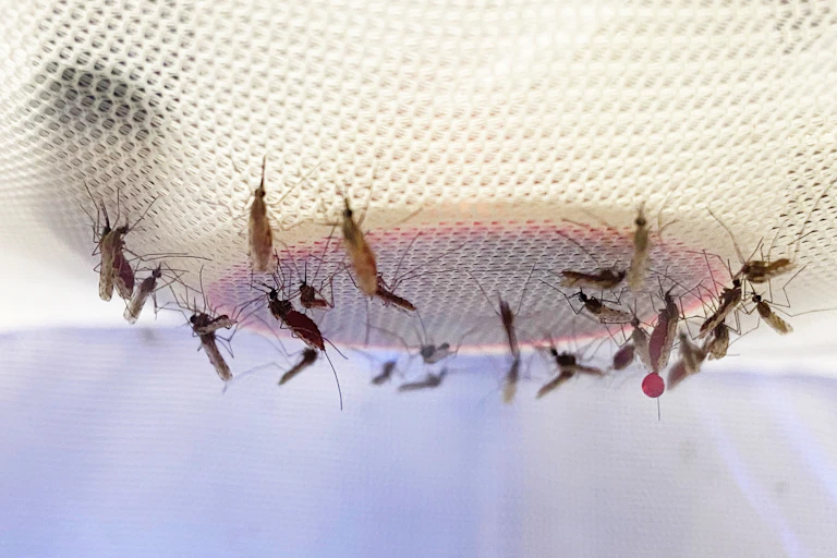 A group of mosquitos shown feeding upside down from a white mesh object.