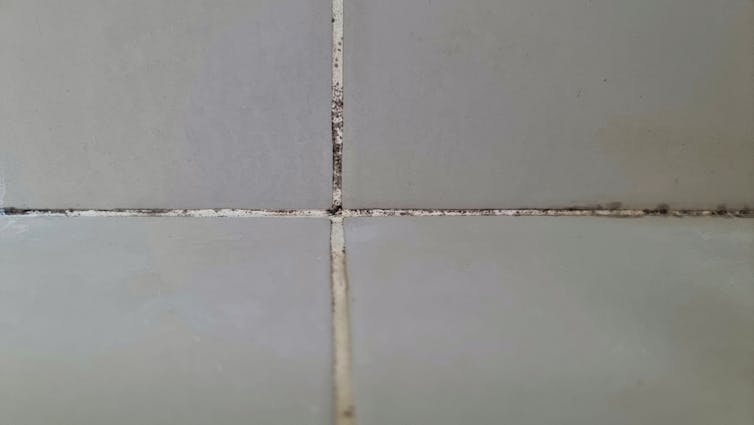 A close-up of white grout between grey tiles with black spots on it