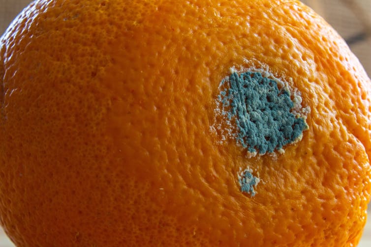 Close-up of a bright orange with a fuzzy blue mould spot on it