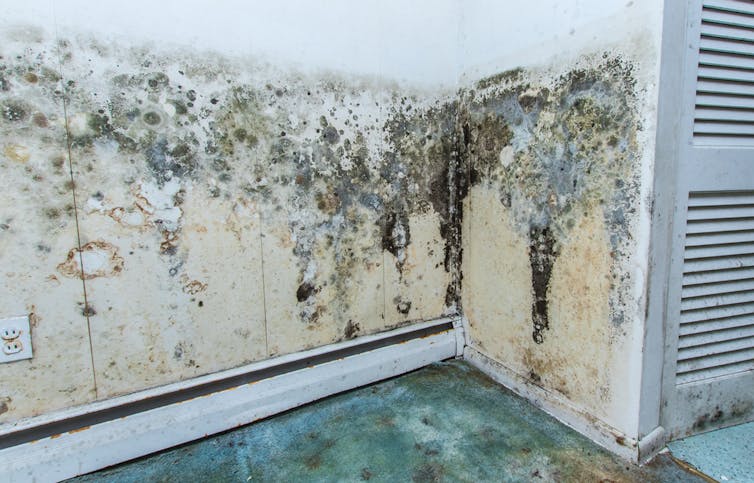 A severely mouldy wall covered in grey and black blotches