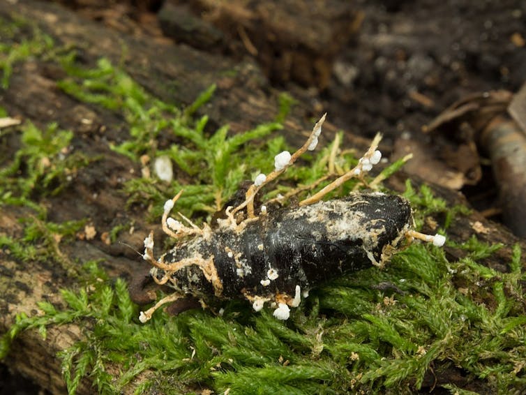 A dead bug on a green forest floor with white and yellow growths sticking out of it