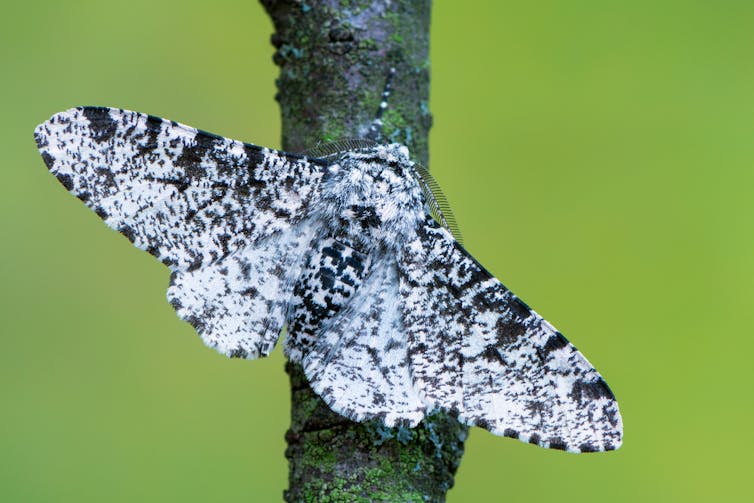 A photo of a black-and-white moth on a branch against a green background.