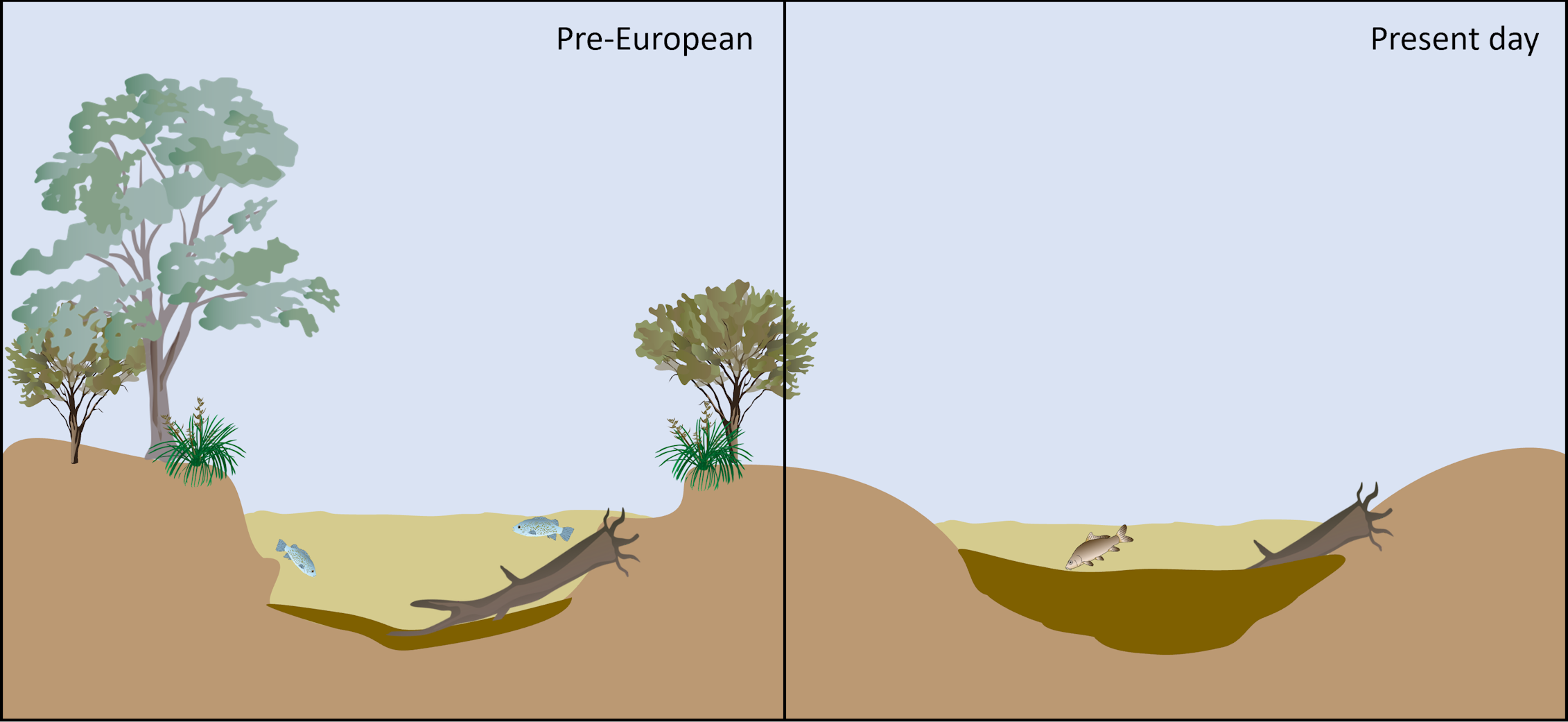 A cut-away graphic showing comparing the depth of waterholes before and after European settlement