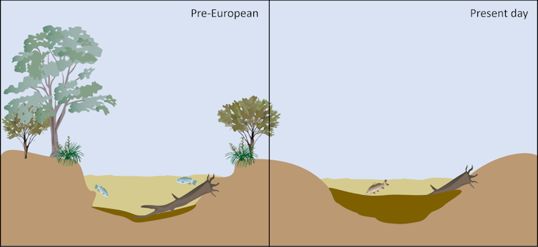 A cut-away graphic showing comparing the depth of waterholes before and after European settlement
