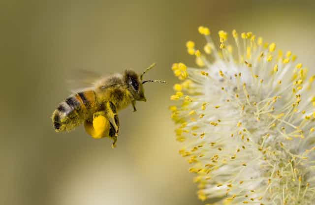 A honey bee with yellow pollen bags on its legs approaching a while and yellow flower