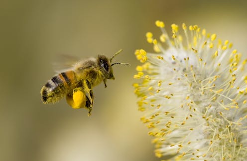 Bees are astonishingly good at making decisions – and our computer model explains how that's possible