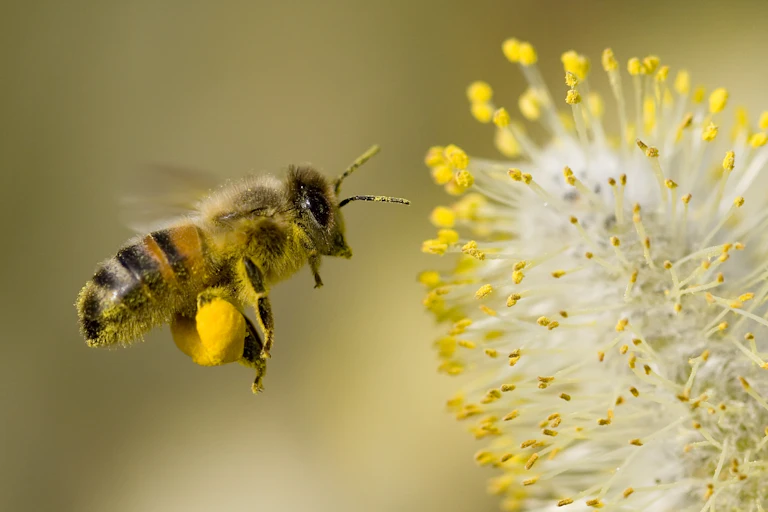 A honey bee with yellow pollen bags on its legs approaching a while and yellow flower