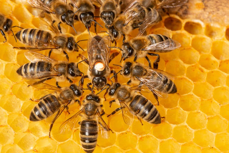 Several bees in a circular pattern on a honeycomb background, larger bee in the middle