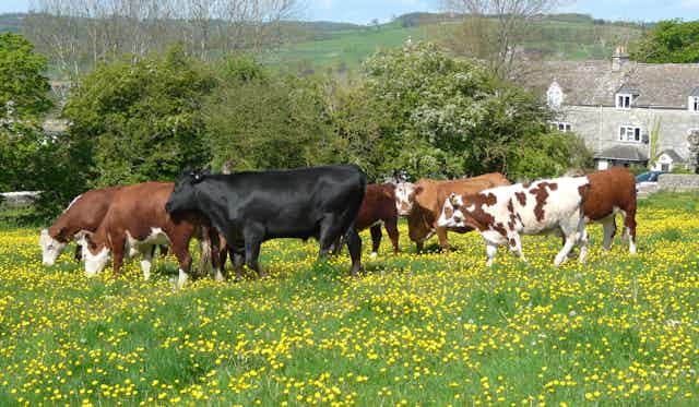 A herd of cows in a field full of yellow flowers.