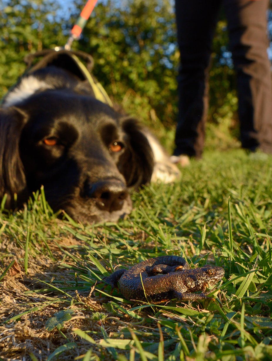Sniffer dog Freya sitting and looking at a Great crested newt (Triturus cristatus) she found on a lawn during a training exercise.