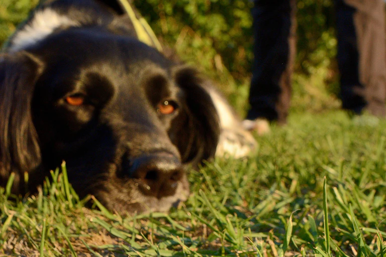 Sniffer dog Freya sitting and looking at a Great crested newt (Triturus cristatus) she found on a lawn during a training exercise.