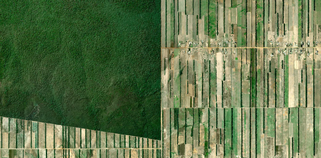 as a critical summit nears, politicians must get serious about deforestation in Bolivia as a critical summit nears, politicians must get serious about deforestation in Bolivia