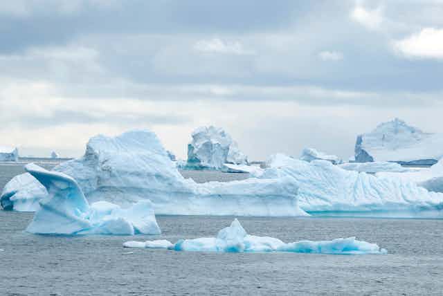 An iceberg field in a bay.