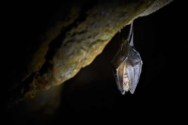 A lesser horseshoe bat hanging in a cave (Rhinolophus hipposideros).