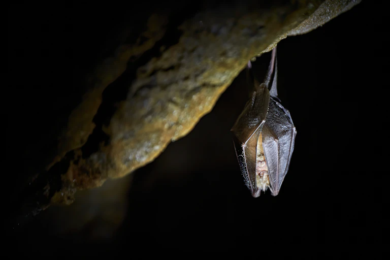 A lesser horseshoe bat hanging in a cave (Rhinolophus hipposideros).