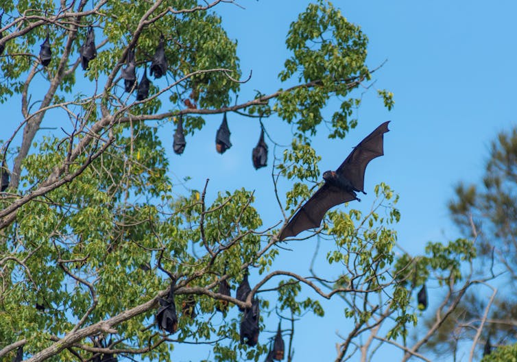 A bat flying while other bats hang in a tree.