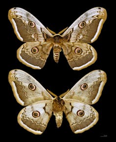 Le papillon Grand paon de nuit (spécimen mâle : face dorsale en haut et face ventrale en bas)