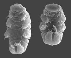 Deux tardigrades