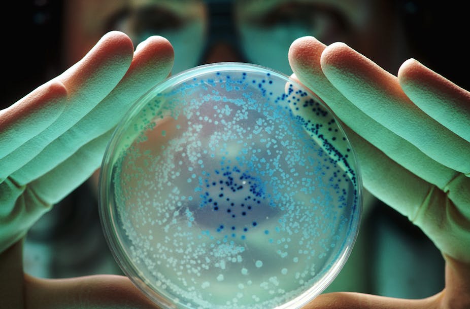 Researcher holding up Petri dish with E. coli colony growing