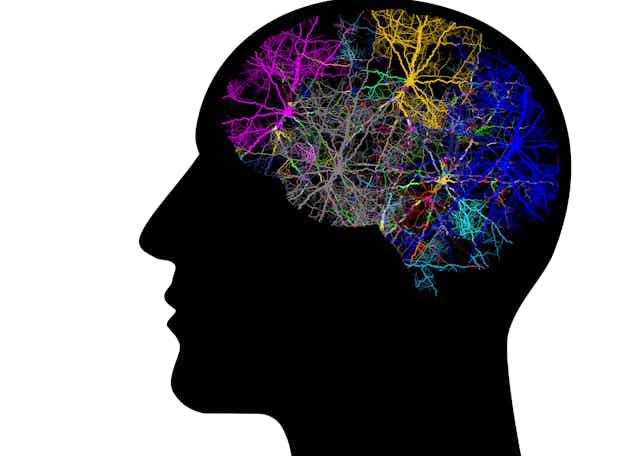 Illustration du cerveau avec des réseaux de neurones en couleurs