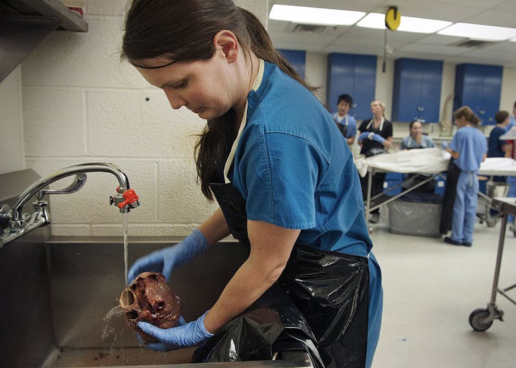 A young brunette woman wearing gloves rinses a human heart in a sink in an anatomy lab.