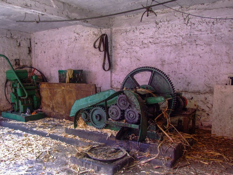 A metal machine with toothed gears crushes stalks of sugar cane on a floor covered with sugar cane detritus.