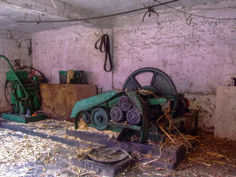 A metal machine with toothed gears crushes stalks of sugar cane on a floor covered with sugar cane detritus.