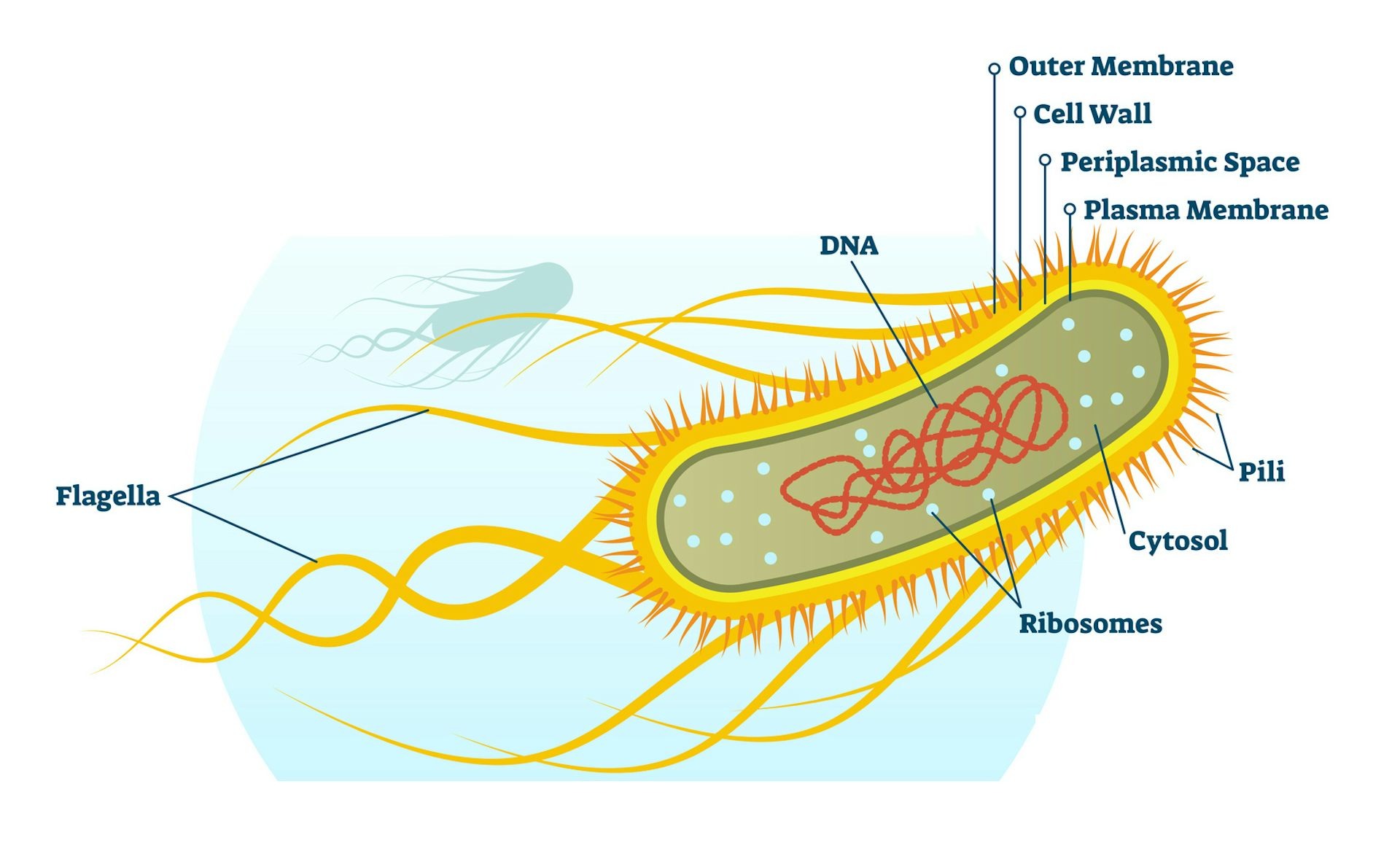 ‘E. Coli’ Is One Of The Most Widely Studied Organisms – And That May Be ...