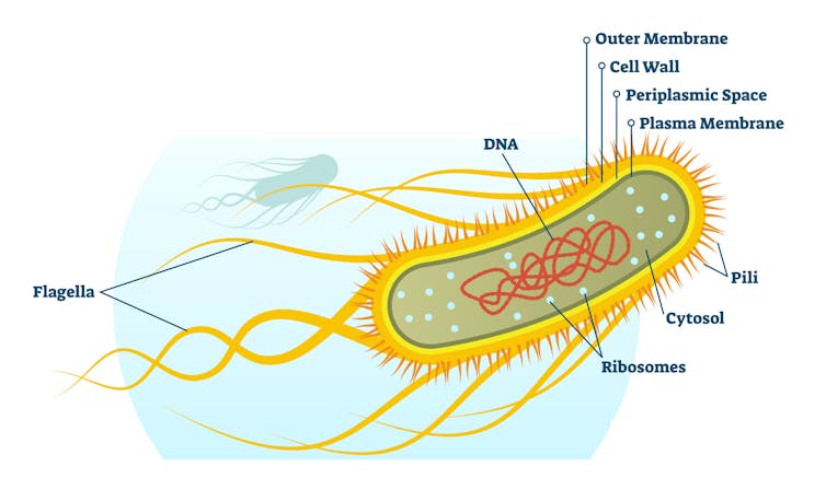 Diagram of E. coli structure