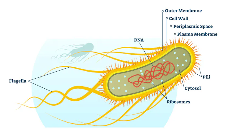 ‘E. coli’ is one of the most widely studied organisms – and that may be ...