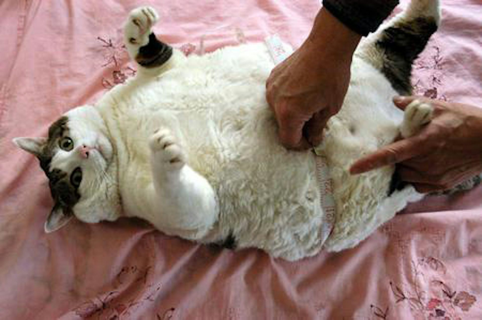 Самая толстая кошка в мире