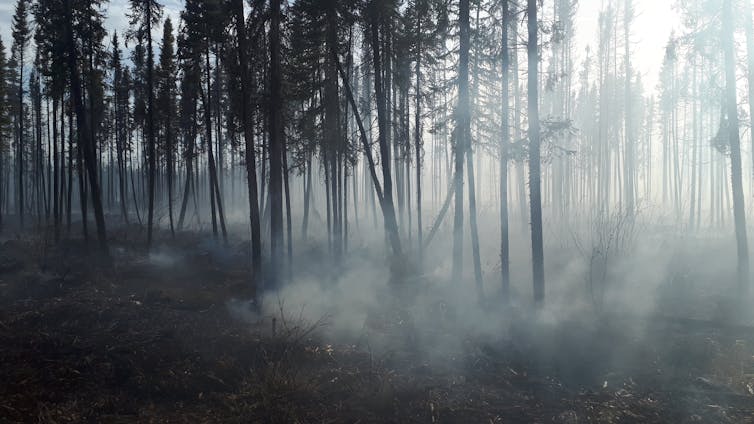 A smoke filled peatland forest from smouldering fires lurking just below the surface.