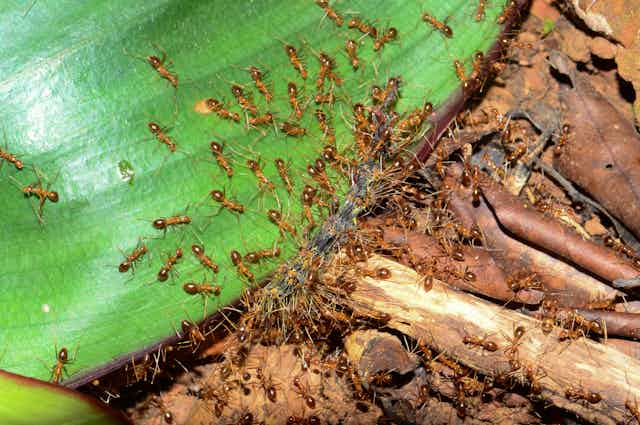 yellow ants swarm over a leaf and ground